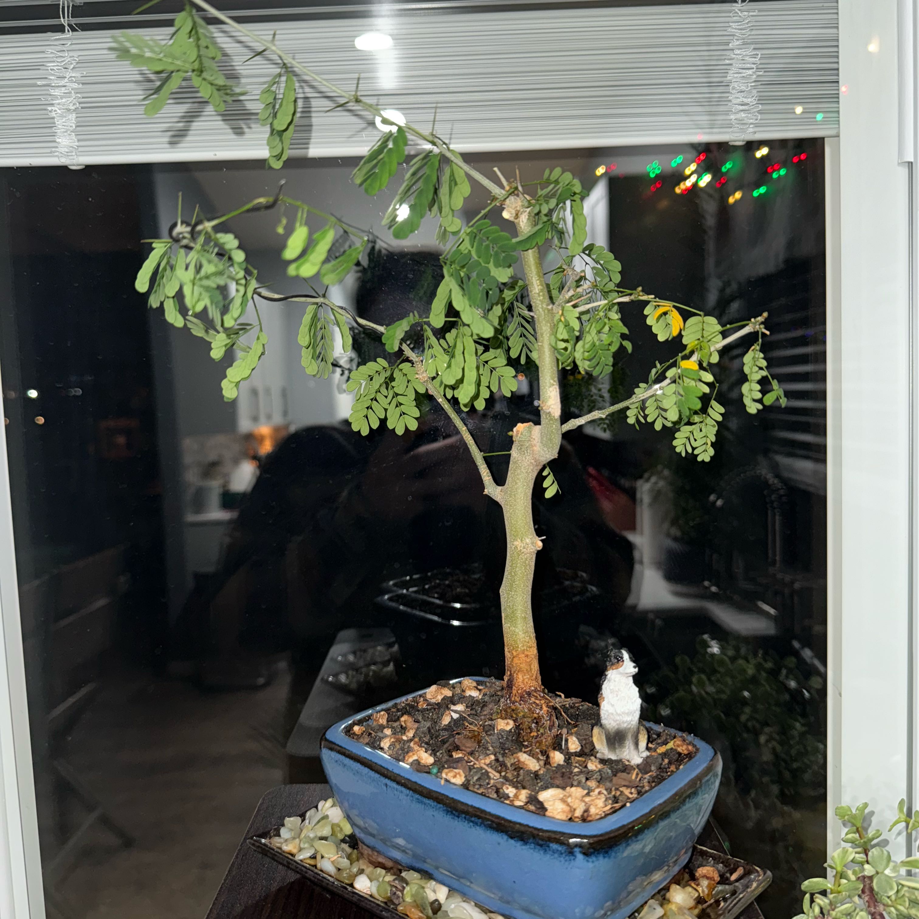 Photo of the plant species Brazillian Rain Tree by @SpotonAmurmaple named Tree Diddy on Greg, the plant care app