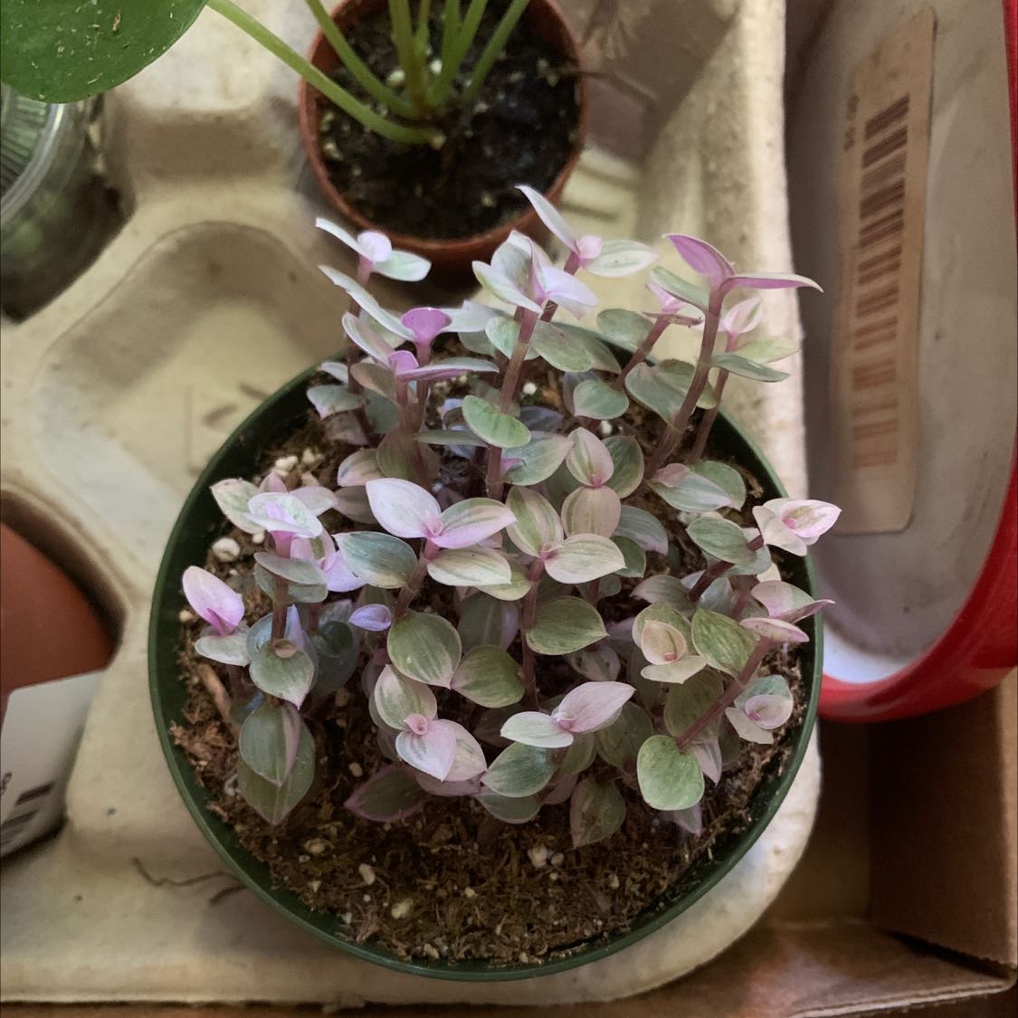 Potted Pink Panther Tradescantia with variegated leaves in a well-lit setting.
