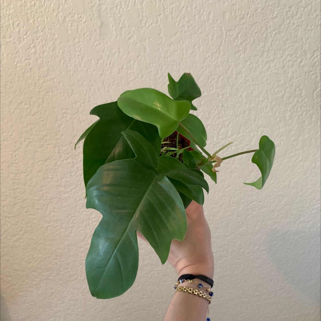 Philodendron Pedatum plant held by a hand, showing healthy green leaves.