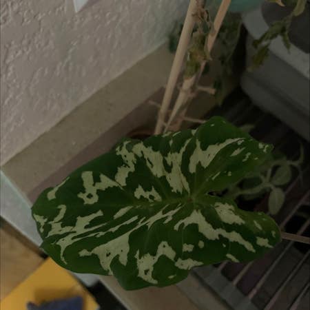 Photo of the plant species Alocasia by Alicevpierce named Your plant on Greg, the plant care app