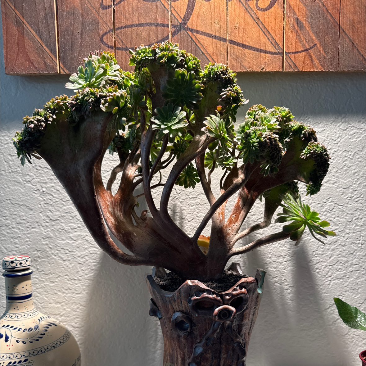 Photo of the plant species Crested Aeonium by @VipKurrajong94 named Nica Tea Cup on Greg, the plant care app