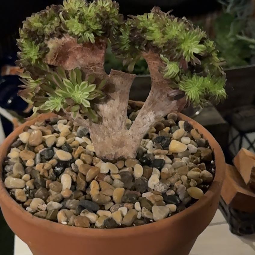 Photo of the plant species Crested Aeonium by @VipKurrajong94 named Hamilton on Greg, the plant care app