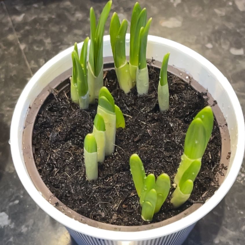 Photo of the plant species Tete-a-Tete Daffodil by @PerkyHairymelic named Gomez on Greg, the plant care app
