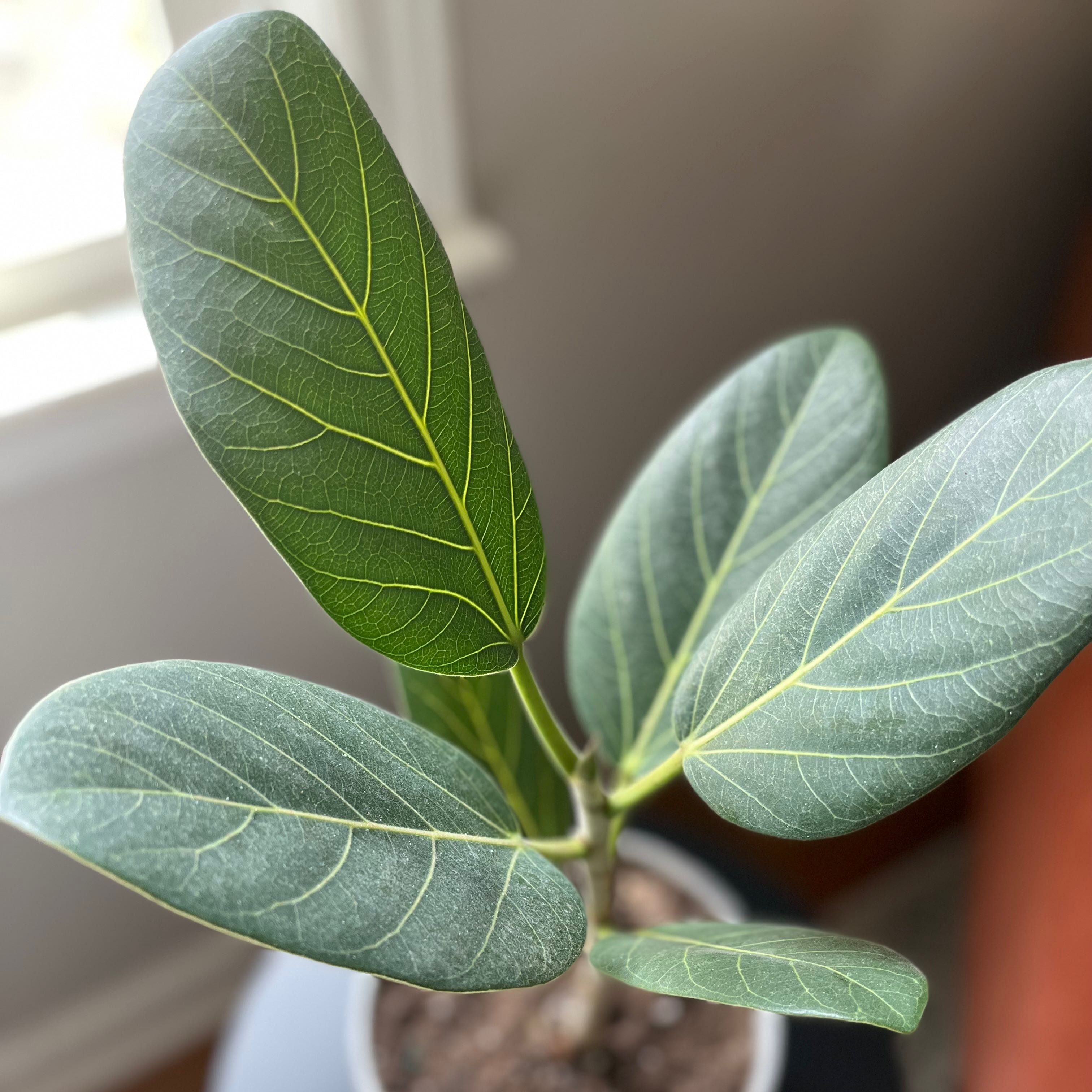 Photo of the plant species Audrey Ficus by @EmilyJaneF named Sir Plancelot on Greg, the plant care app