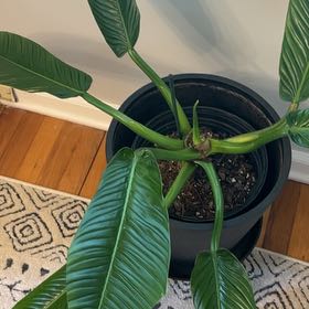 Photo of the plant species Philodendron crassinervium by @EmilyJaneF named Bieber on Greg, the plant care app