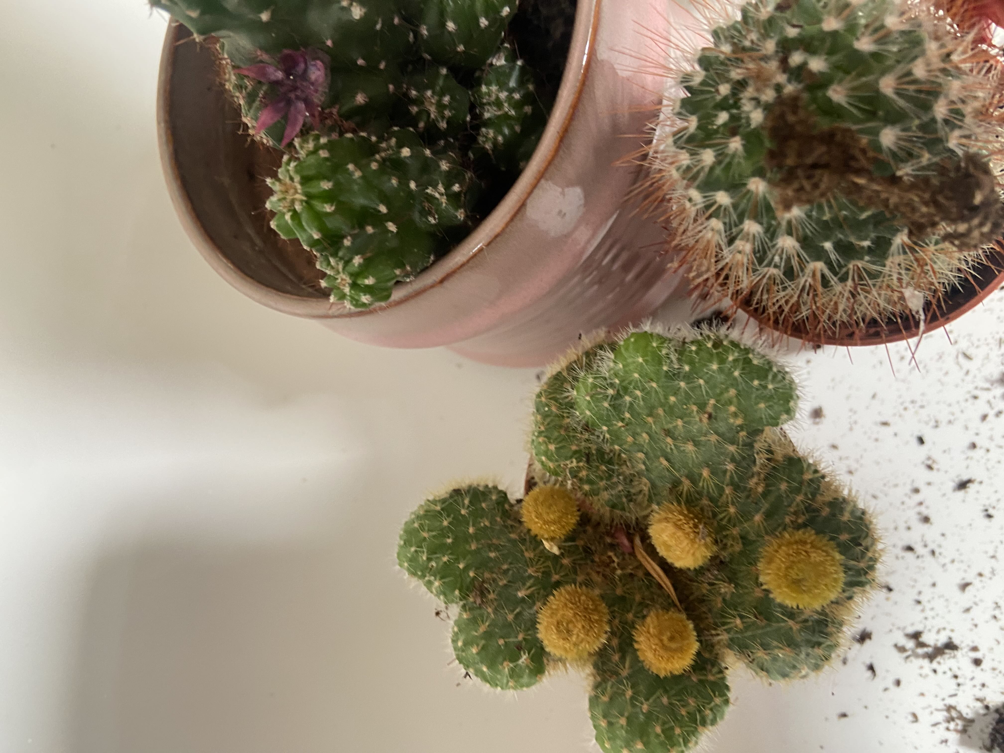 Photo from the post