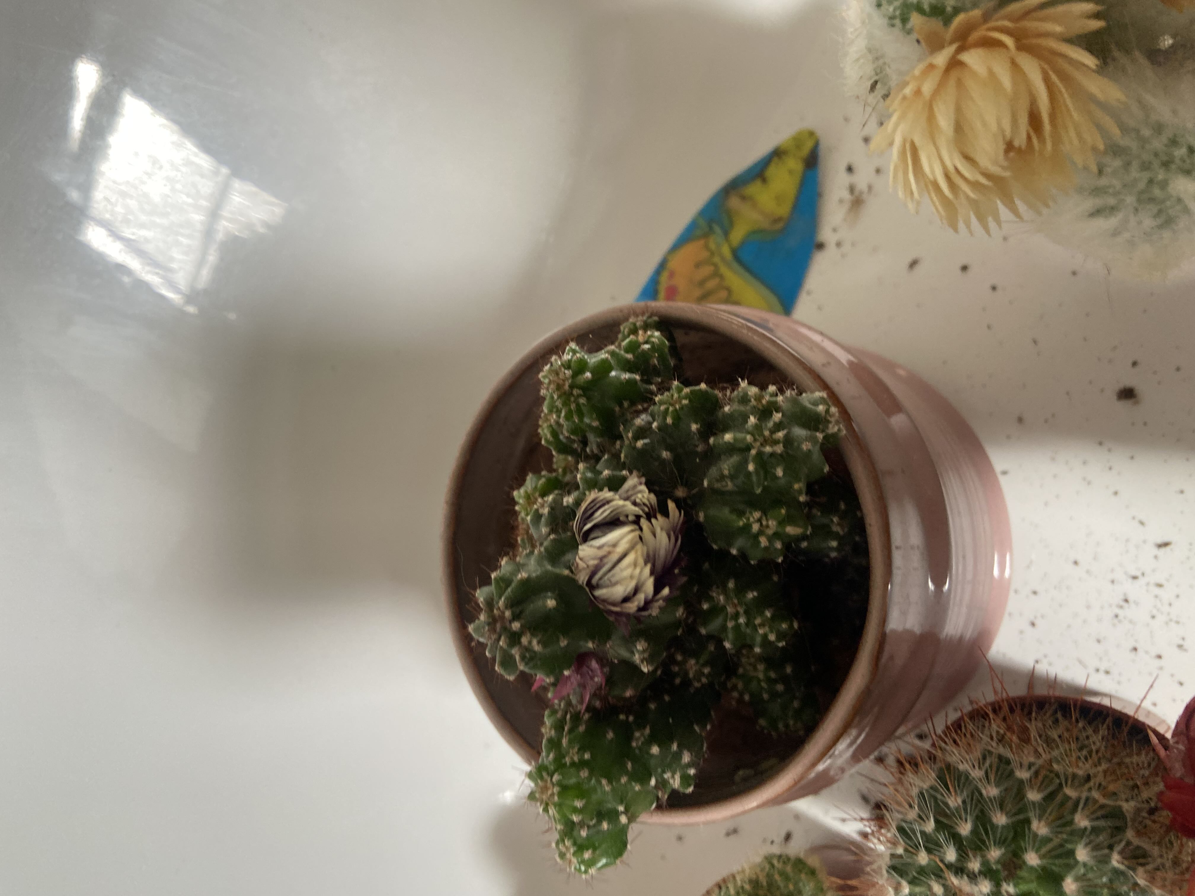 Photo from the post