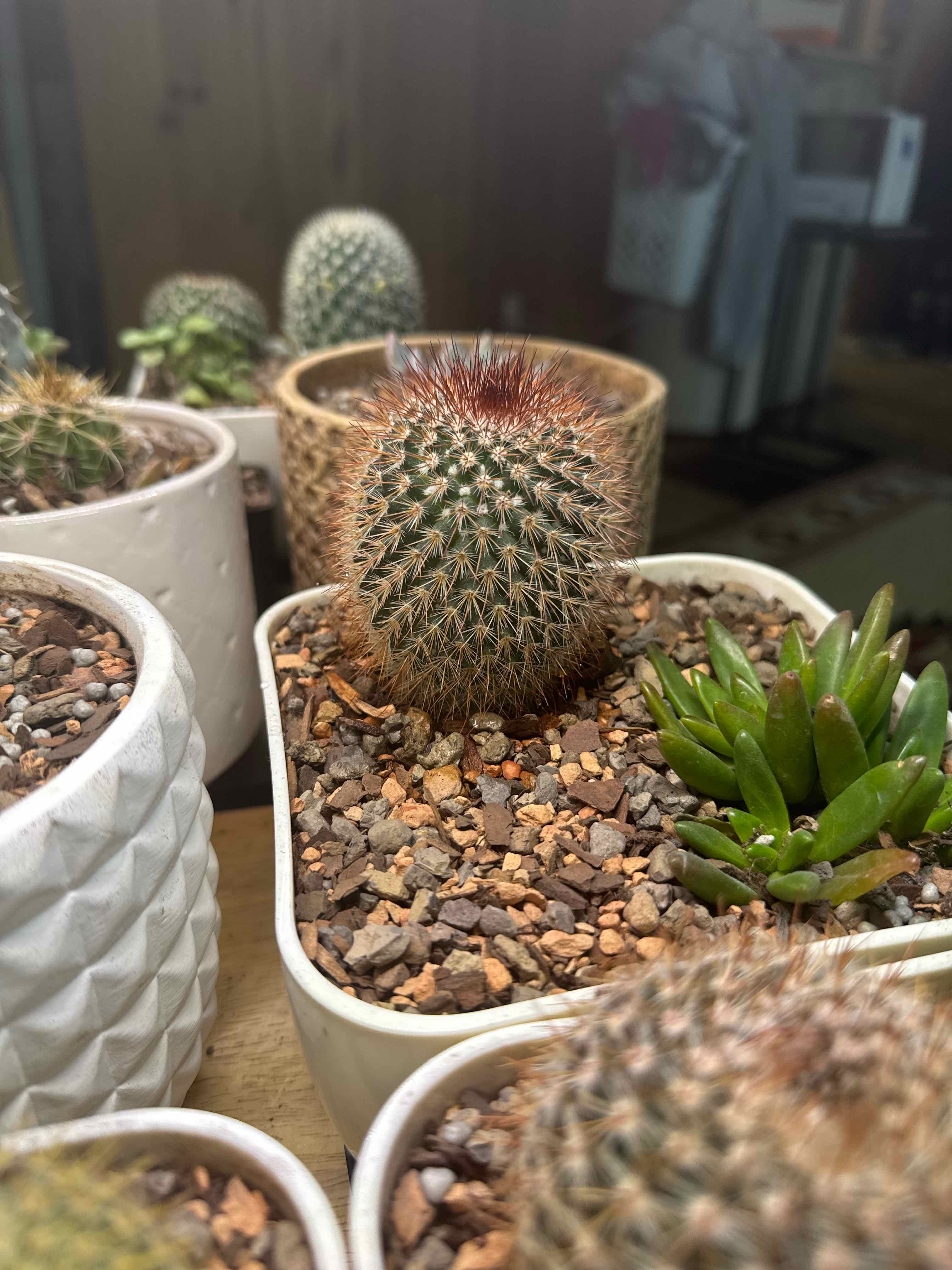 Photo of the plant species Red-Headed Irishman by @YokeWhitefir59 named Wyatt Earp on Greg, the plant care app