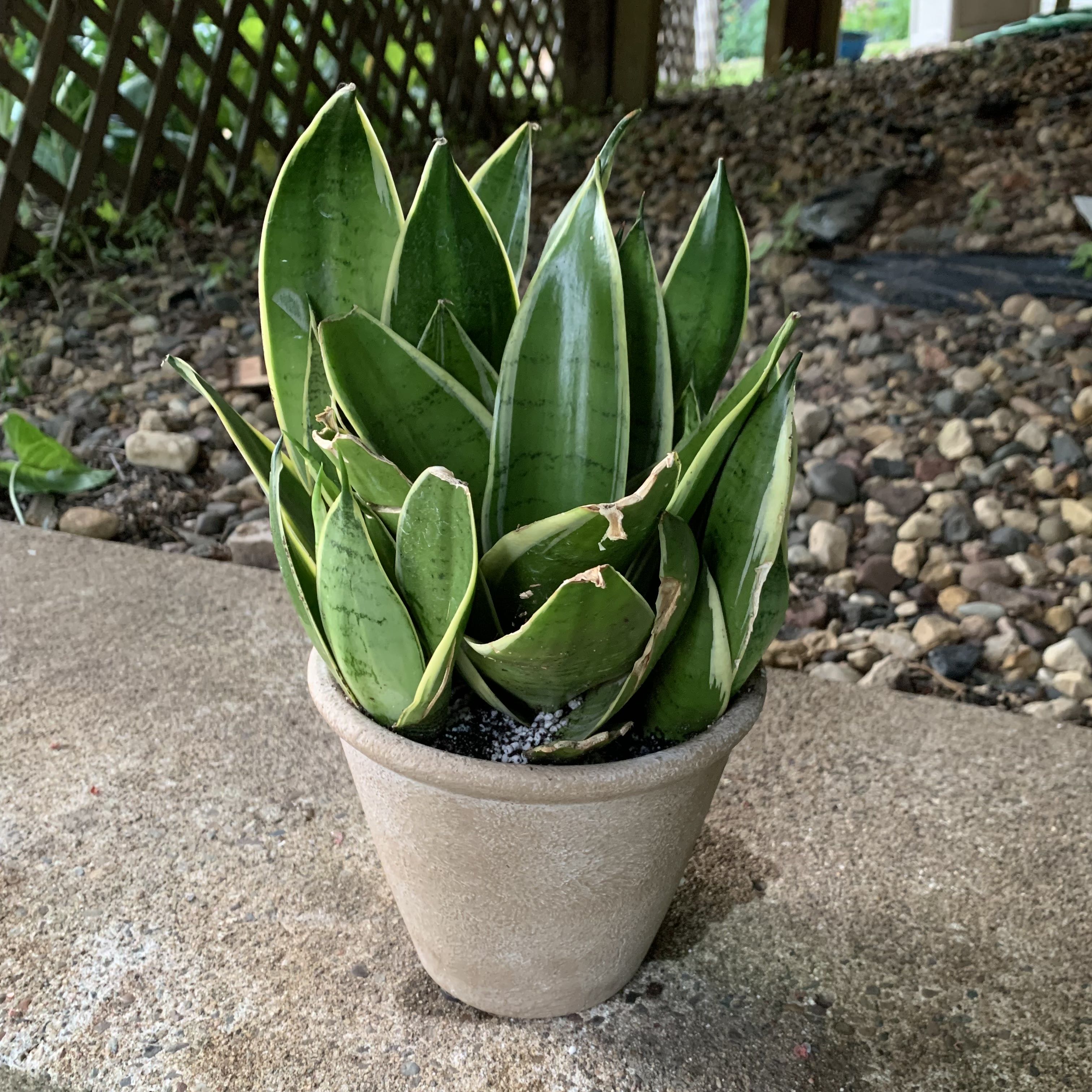 Sansevieria Night Owl plant in a pot with minor browning on leaf edges.
