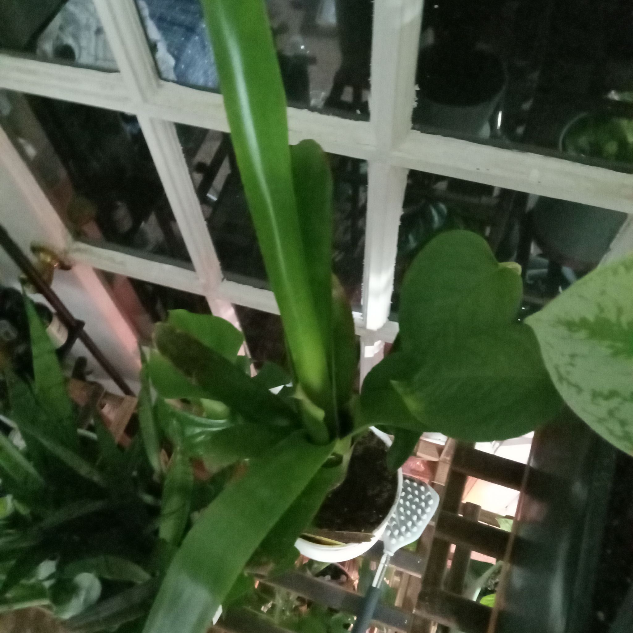 Photo of the plant species Bromeliad by @RichBlinks73 named Peter Parker on Greg, the plant care app
