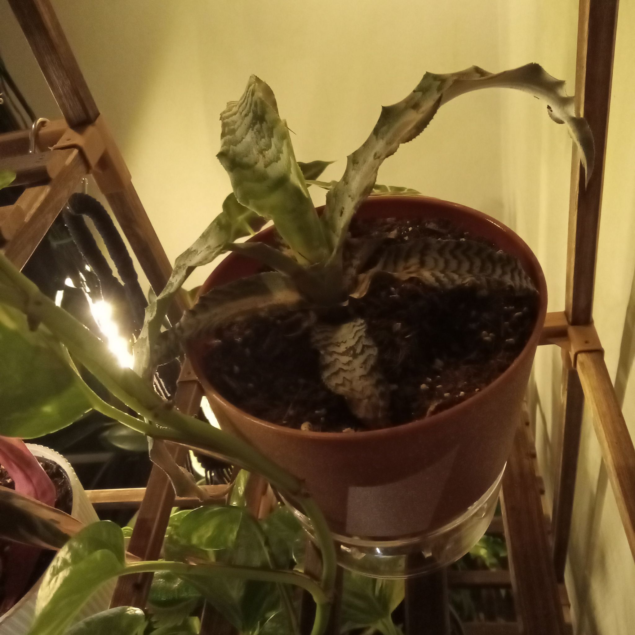 Photo of the plant species Zebra Plant by @RichBlinks73 named Mollie on Greg, the plant care app