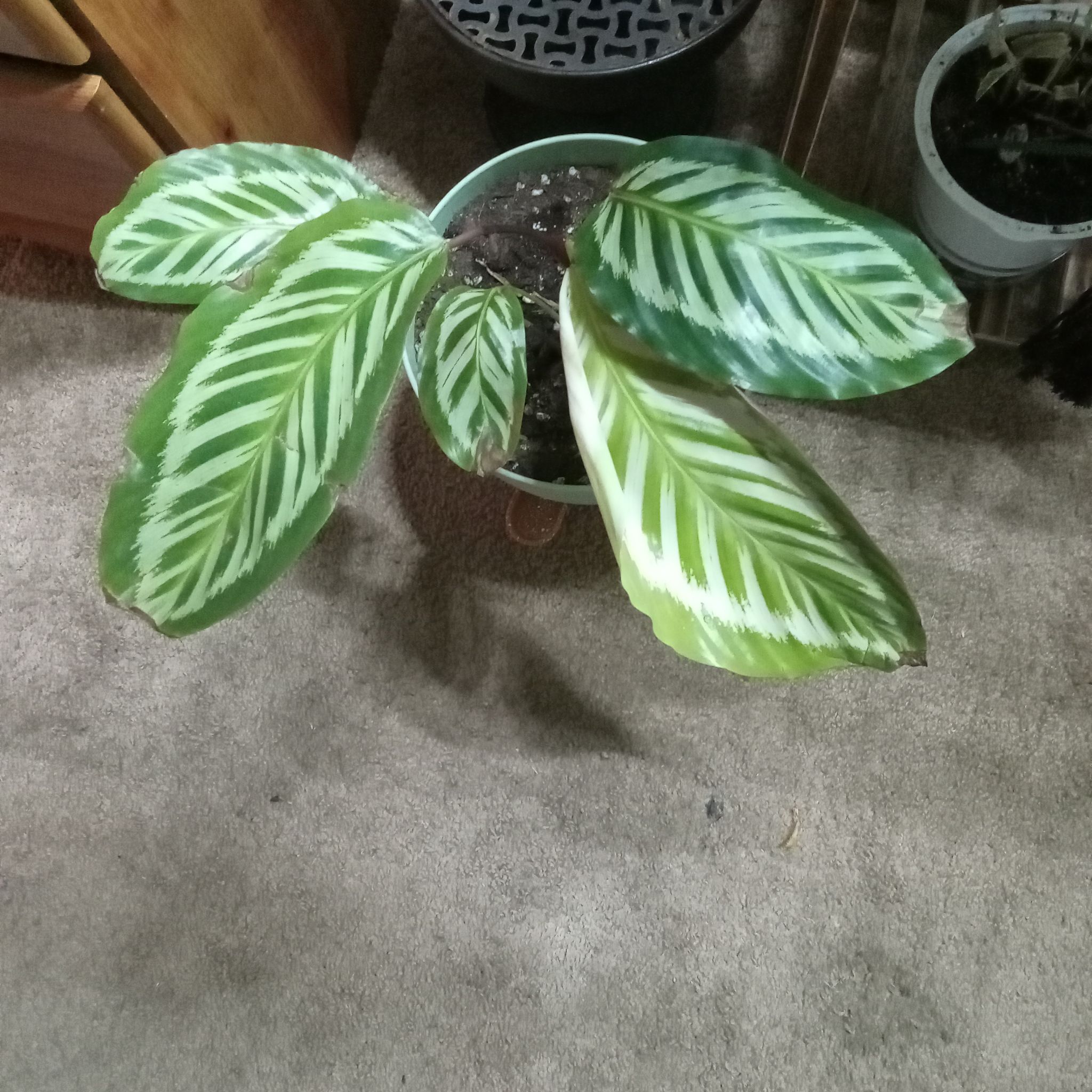 Photo of the plant species Calathea 'Roseopicta' by @RichBlinks73 named Sonora on Greg, the plant care app