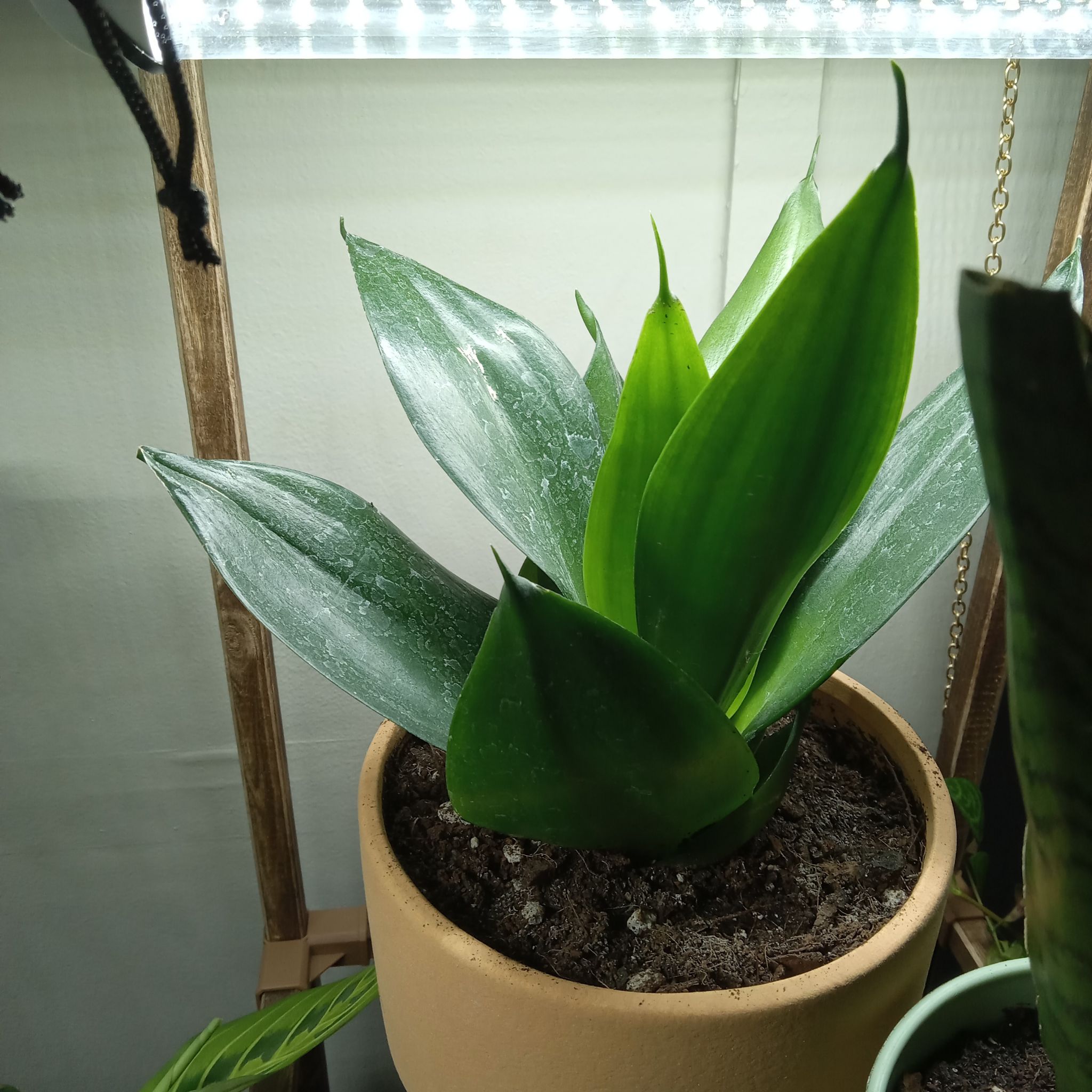 Photo of the plant species Emerald Star Snake Plant by @RichBlinks73 named Aristotle on Greg, the plant care app
