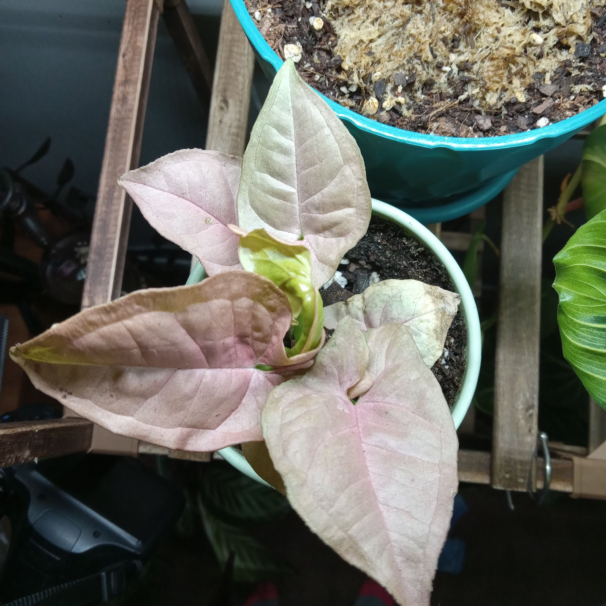Photo of the plant species syngonium strawberry milk by @RichBlinks73 named Messi on Greg, the plant care app