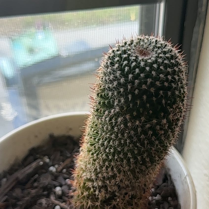 Dick