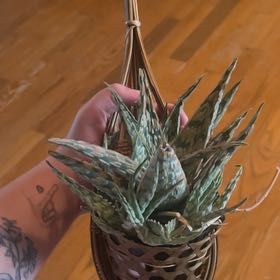 Photo of the plant species Aloe 'Sidewinder' by @HolyCrowncoral named Navajo on Greg, the plant care app