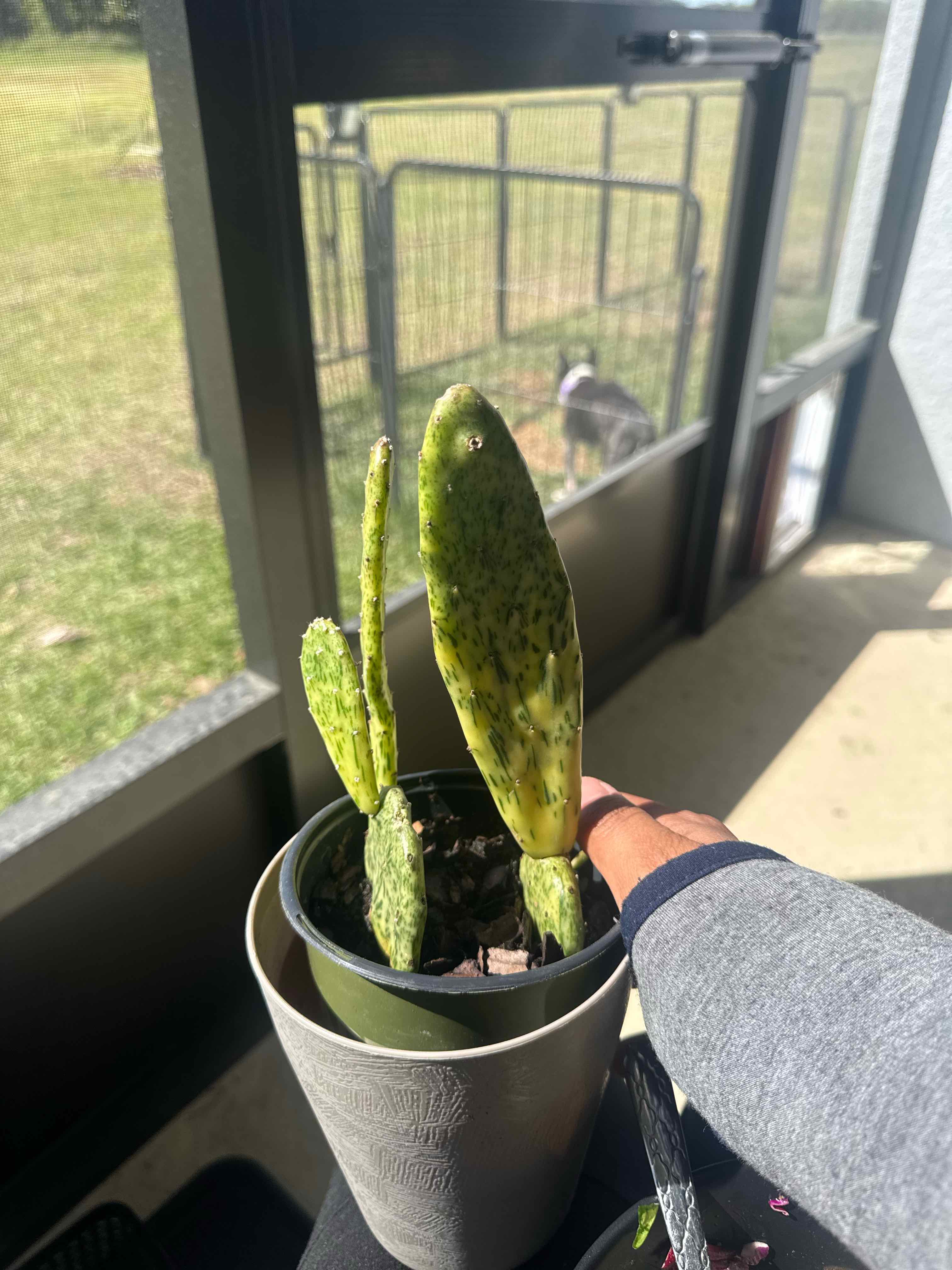 Photo of the plant species Sunburst Prickly Pear by @SleekHoyabella named Ronaldo on Greg, the plant care app