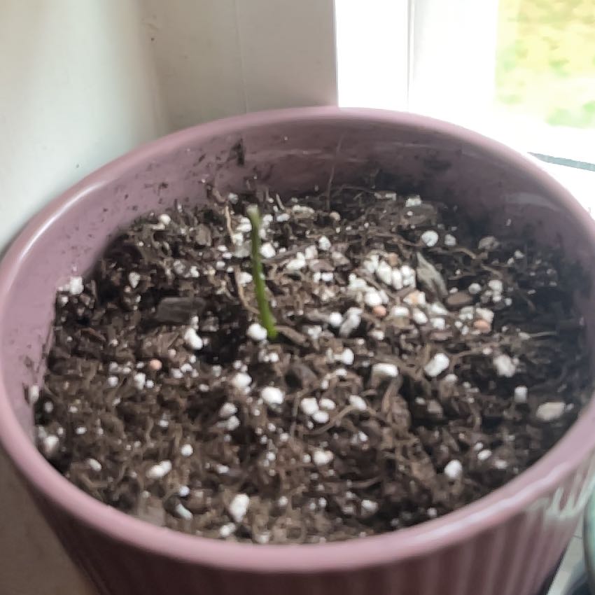 Photo of the plant species avocado seed by @FacileYellowgum named Testi on Greg, the plant care app