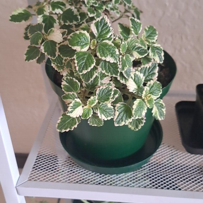 Photo of the plant species Variegated Swedish Ivy by @PremierWhitefir named Harper on Greg, the plant care app