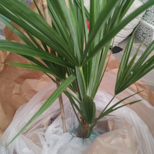 Photo of the plant species Windmill Palm 'Naggy' by @PetTawa4 named Sir Plancelot on Greg, the plant care app