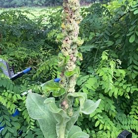 Photo of the plant species Mullein by @TotalWindowleaf named Rosa on Greg, the plant care app