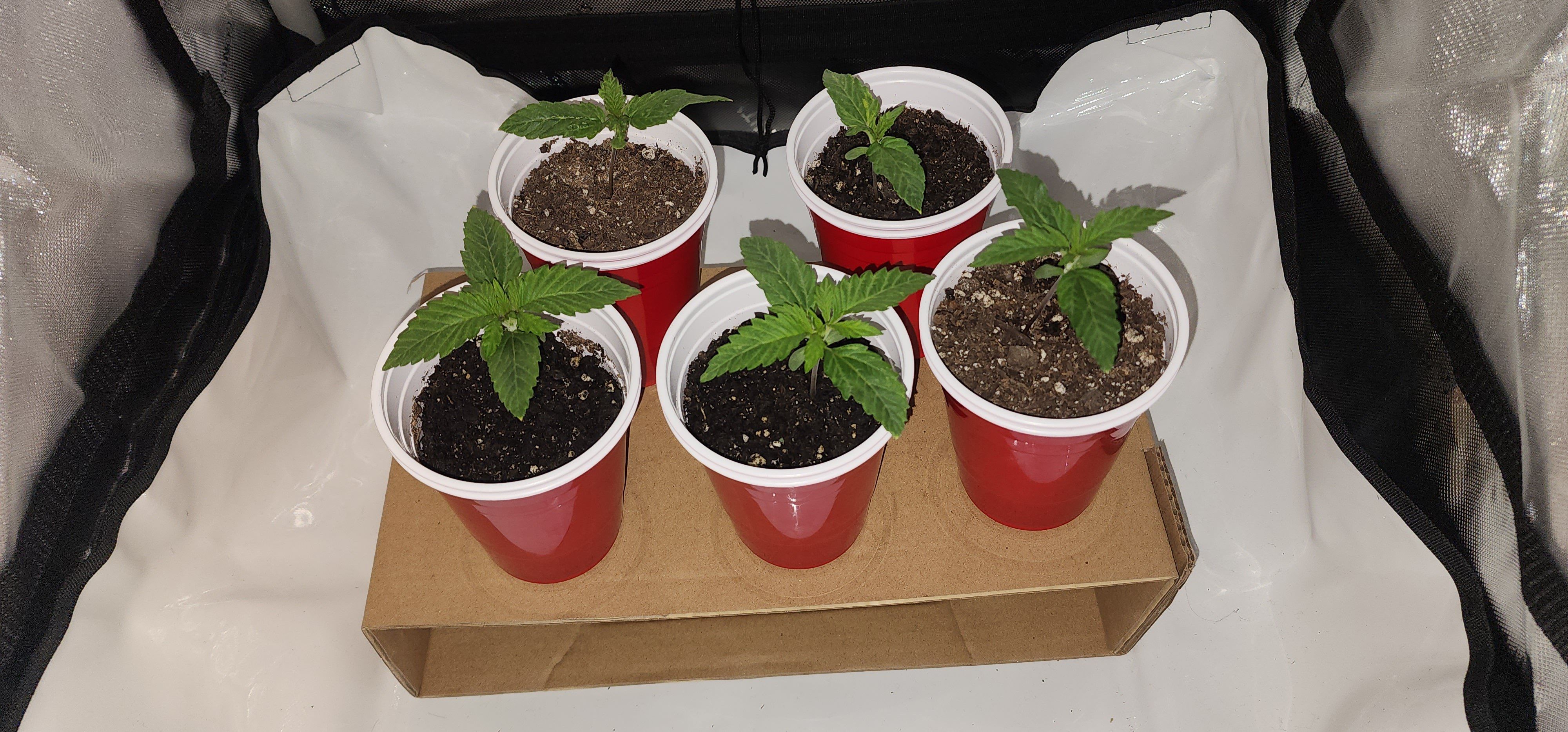 Photo of the plant species Jack Herer by @LegitTitoki29 named Sproutacus on Greg, the plant care app