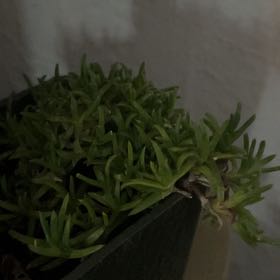 Photo of the plant species Dwarf Carpet Of Stars by @ExactMandarin10 named Sonora on Greg, the plant care app