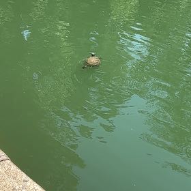 Photo of the plant species Water Lettuce by @MeteoricCashew named Sherlock on Greg, the plant care app