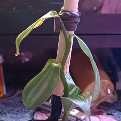 Photo of the plant species Vanilla Bean Plant by @WiredBluesage15 named Robert Plant on Greg, the plant care app