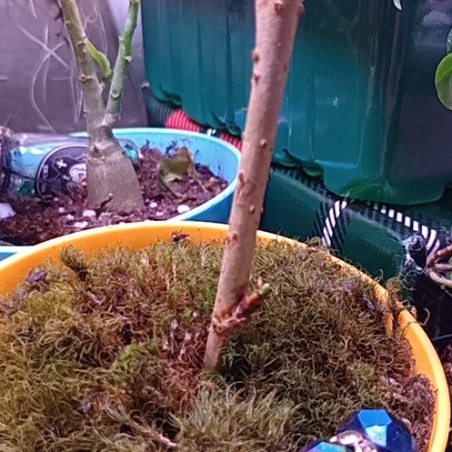 Photo of the plant species Dwarf Cherry Blossom Tree by @WiredBluesage15 named Zion on Greg, the plant care app