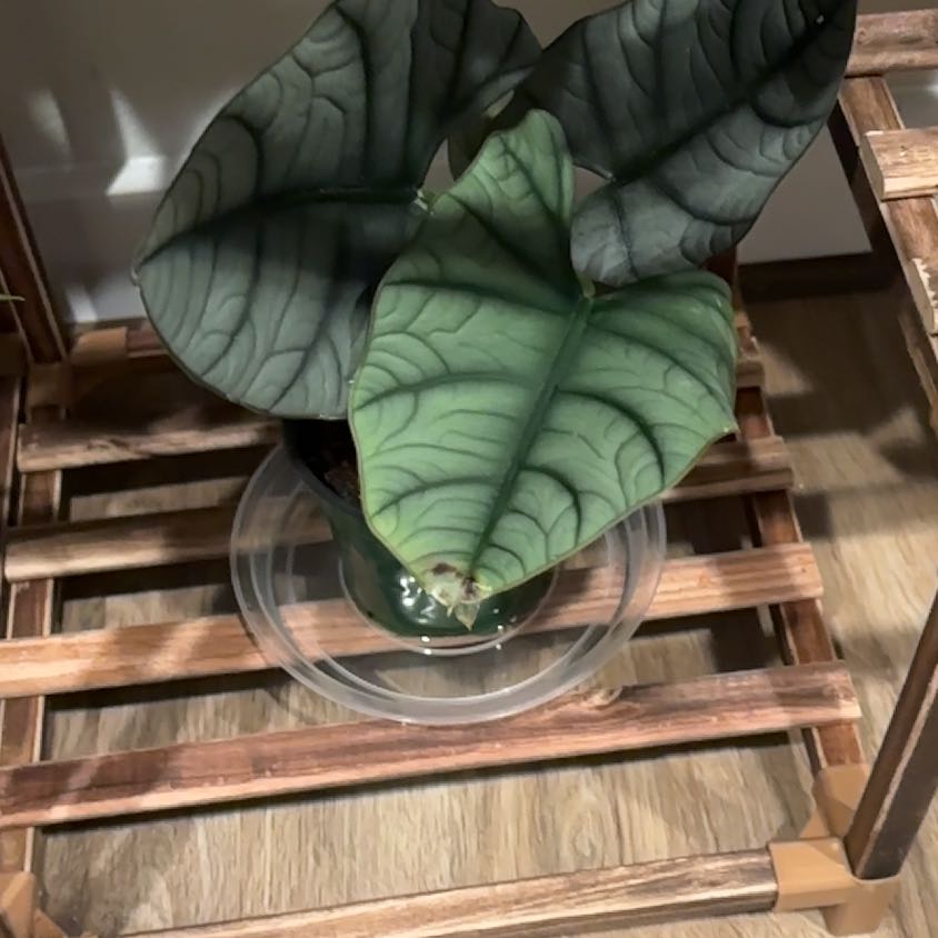 Photo of the plant species Alocasia Bisma by @FlexibleHopsage named Terra on Greg, the plant care app