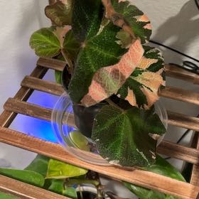 Photo of the plant species Begonia Variegated by @FlexibleHopsage named Soli on Greg, the plant care app
