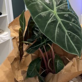 Photo of the plant species Elephant Ear 'Morocco' by @FlexibleHopsage named Maya on Greg, the plant care app