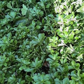 Photo of the plant species Carpet Box by @DeftHebestricta named Naomi on Greg, the plant care app