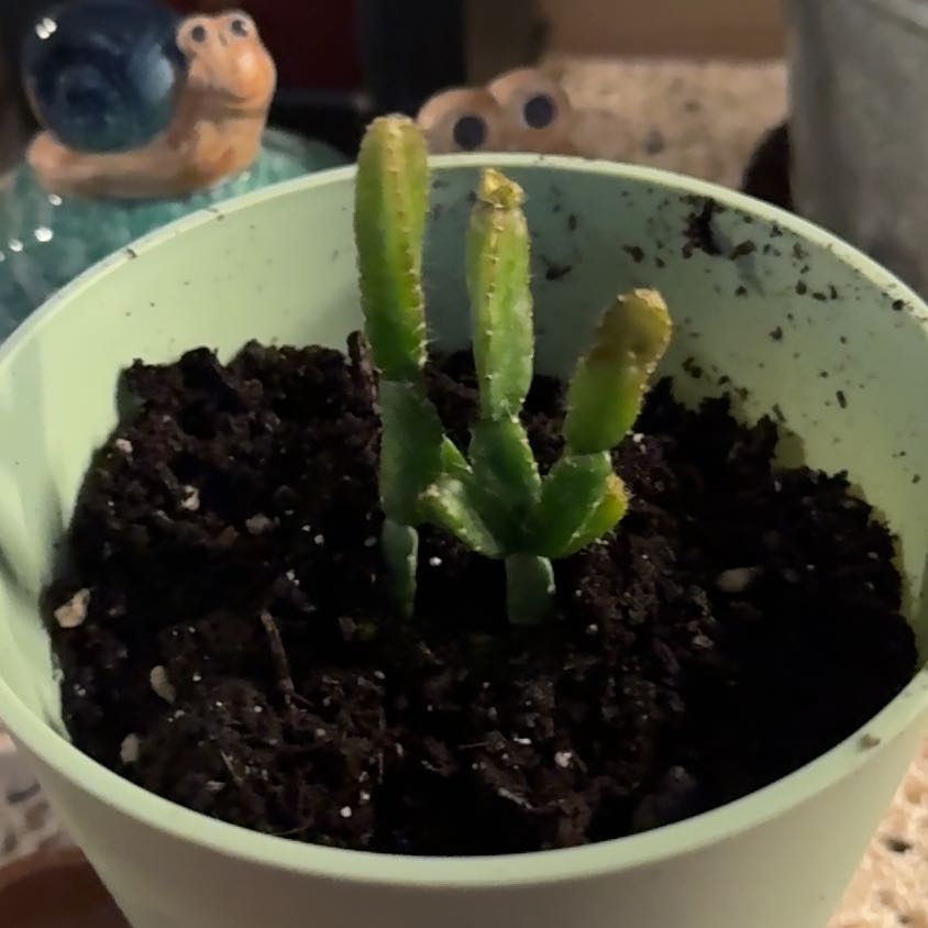Photo of the plant species Lepismium cereoides by @CozyMojitomint named Khaleesi on Greg, the plant care app