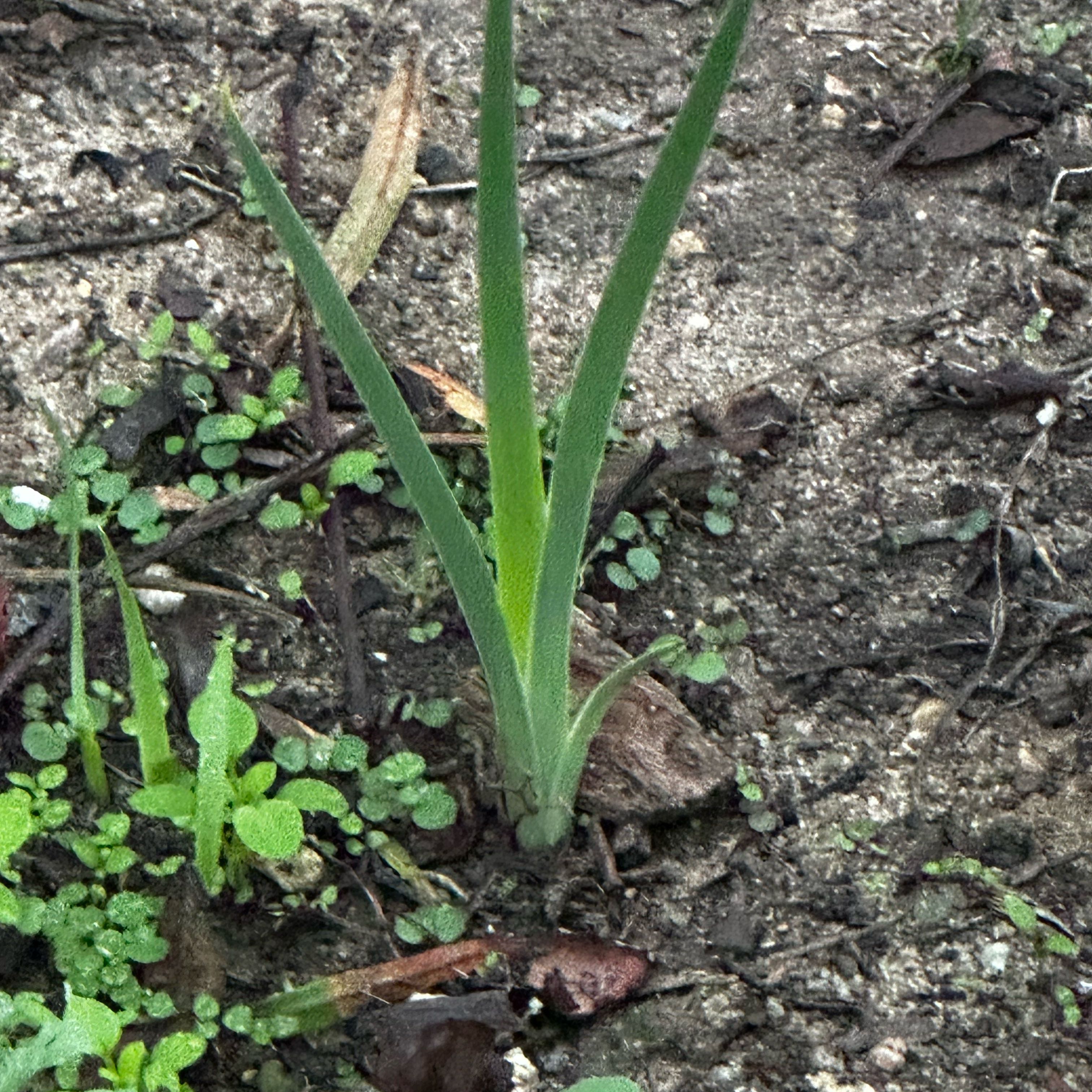 Photo of the plant species Blue-eyed Grass by @KeenAtlanticivy named Hemingway on Greg, the plant care app