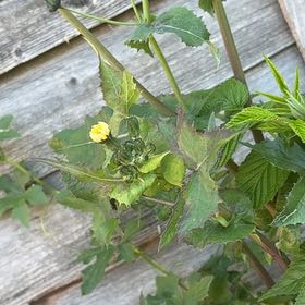 Photo of the plant species Smooth Sow Thistle by @LuckyBrownbirch named da Vinci on Greg, the plant care app