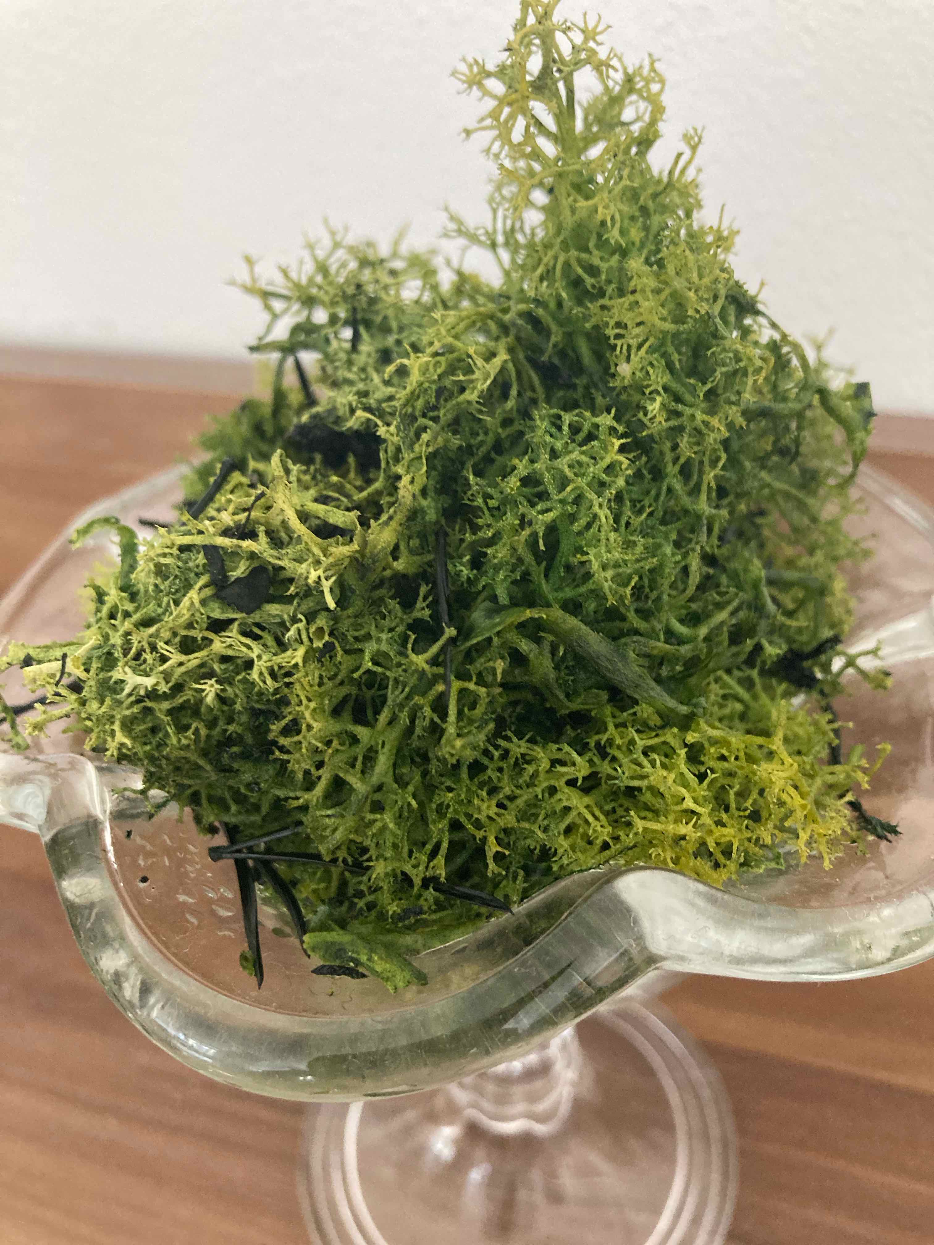 Plant care for Tree moss on Greg, the plant care app