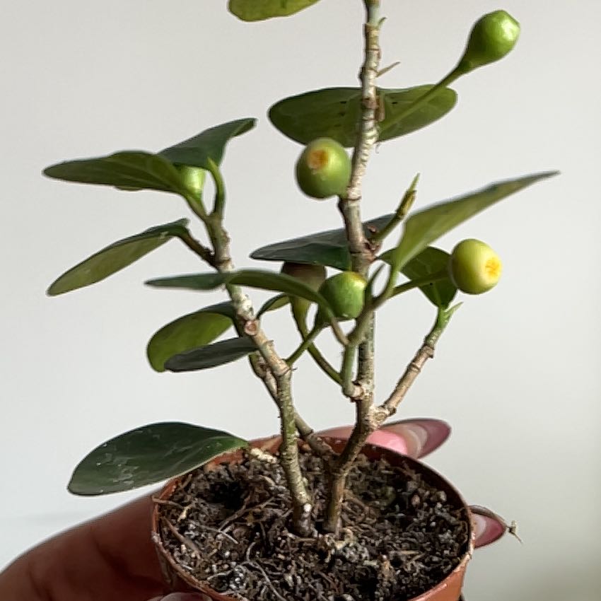 Photo of the plant species Mistletoe Fig by @RichlyColeus25 named Denali on Greg, the plant care app