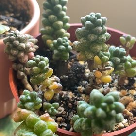 Photo of the plant species Bonsai Sedum by @RichlyColeus25 named Furgus on Greg, the plant care app