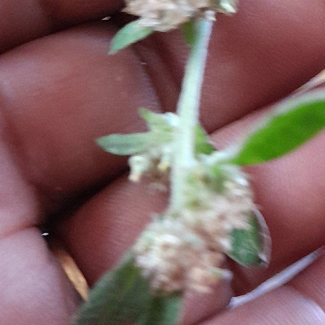 Photo of the plant species Lateflowering Goosefoot by @MeekIcarus36 named Kylie on Greg, the plant care app