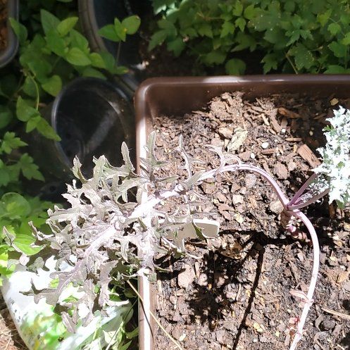 Photo of the plant species Condor Red Kale by @AdonicDeergrass named Marley on Greg, the plant care app