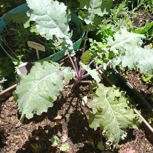 Photo of the plant species Glamour Red Kale by @AdonicDeergrass named Nithin on Greg, the plant care app