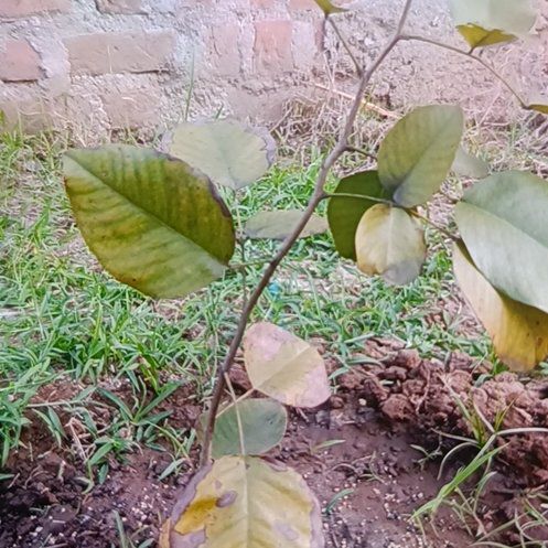 Photo of the plant species Small-Seeded Red Sandalwood by @MightyFrogbit named Aristotle on Greg, the plant care app