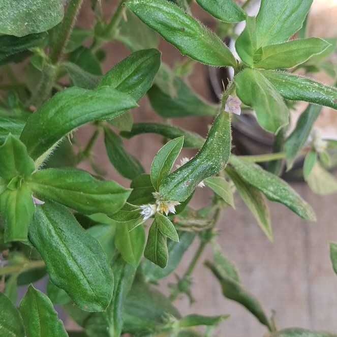 Photo of the plant species Virginia Buttonweed by @NeatBigfoot named Orwell on Greg, the plant care app