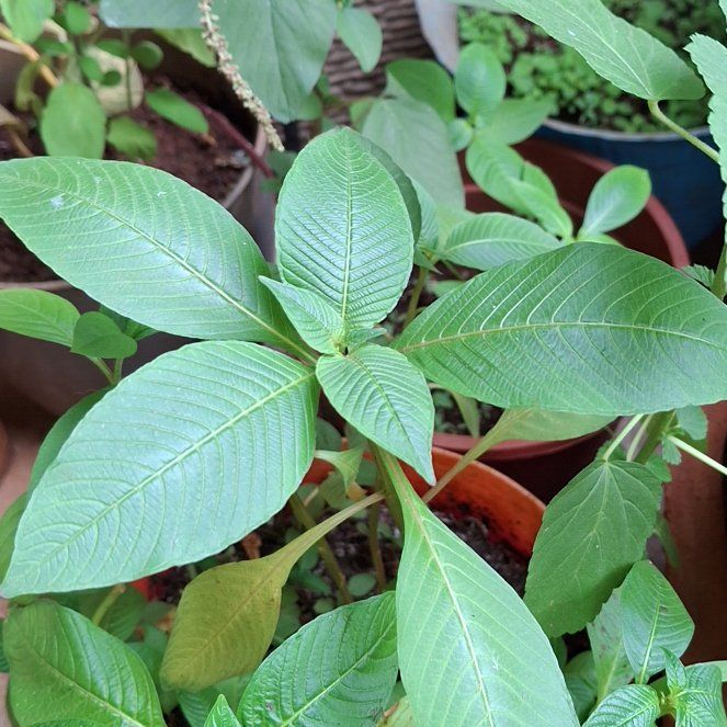 Photo of the plant species Bolivian Fuchsia by @NeatBigfoot named Kendall on Greg, the plant care app