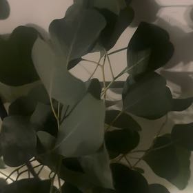 Photo of the plant species Florist Silver Dollar by @HonoredAnise47 named Hemingway on Greg, the plant care app