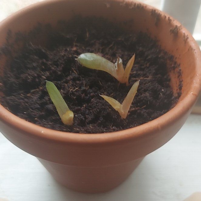 Photo of the plant species Aloe by @GiddyCallalily named Timothy on Greg, the plant care app