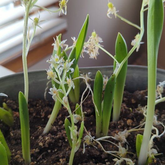 Photo of the plant species Star of Bethlehem 'White Trophy' by @OptimistOakfern named Girlfrond on Greg, the plant care app