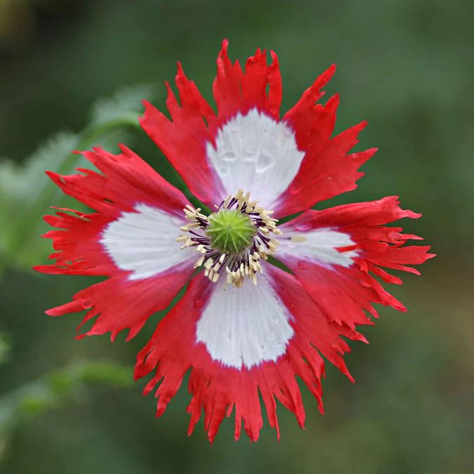 Photo of the plant species Danish Flag Poppy by @SoundlyBorage88 named Poppie on Greg, the plant care app